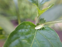 Xerophloea viridis