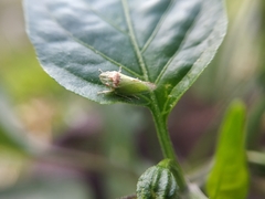 Xerophloea viridis