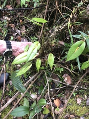 Pleurothallis microcardia