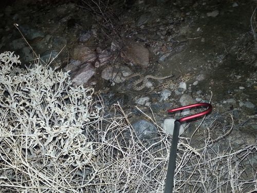 iNaturalist observation photo of Red Diamond Rattlesnake
