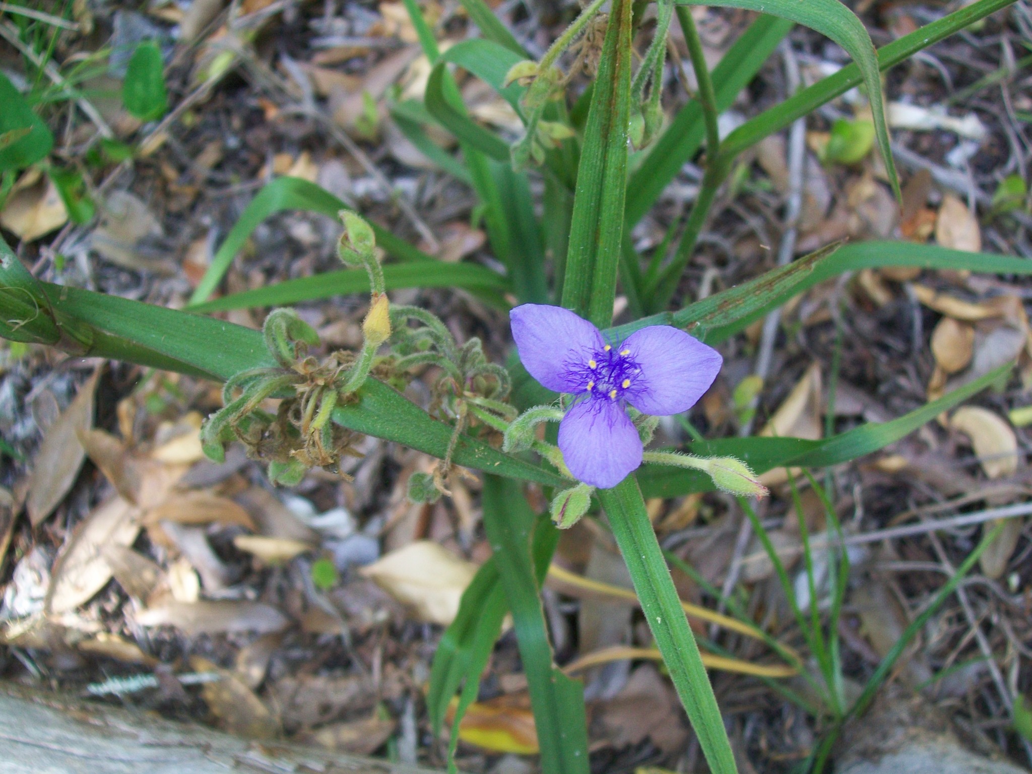 Tradescantia roseolens
