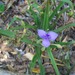 Longleaf Spiderwort - Photo (c) Nancy J Morrissey, some rights reserved (CC BY-NC), uploaded by Nancy J Morrissey