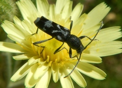 Chlorophorus figuratus