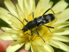 Chlorophorus figuratus