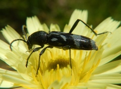 Chlorophorus figuratus