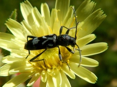 Chlorophorus figuratus