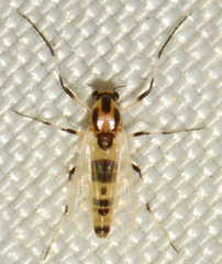 Cricotopus sylvestris