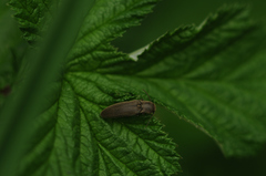Agriotes pilosellus