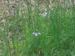Nuttallanthus canadensis