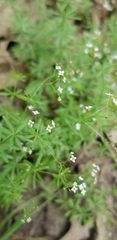 Galium concinnum