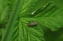 Agriotes pilosellus