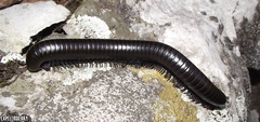 Orthoporus
