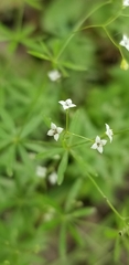 Galium concinnum