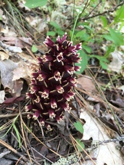 Kopsiopsis strobilacea