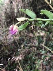 Epidendrum megalospathum