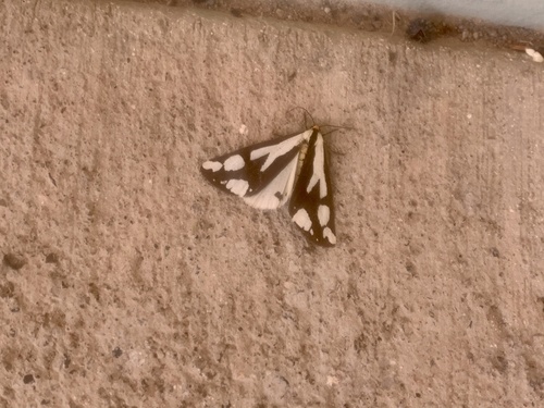 Reversed Haploa Moth photo 6