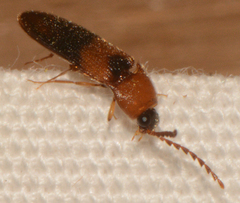 Ampedus areolatus
