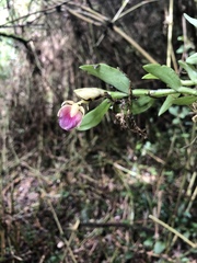 Epidendrum megalospathum