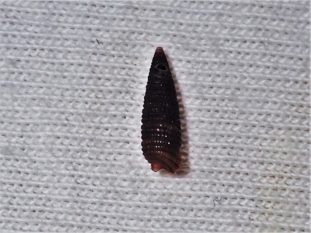 Coriophora