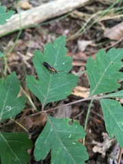 Mathildana newmanella