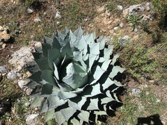 Agave parryi