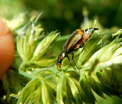 Malachius lusitanicus