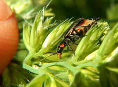 Malachius lusitanicus