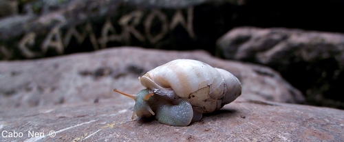 Rabdotus