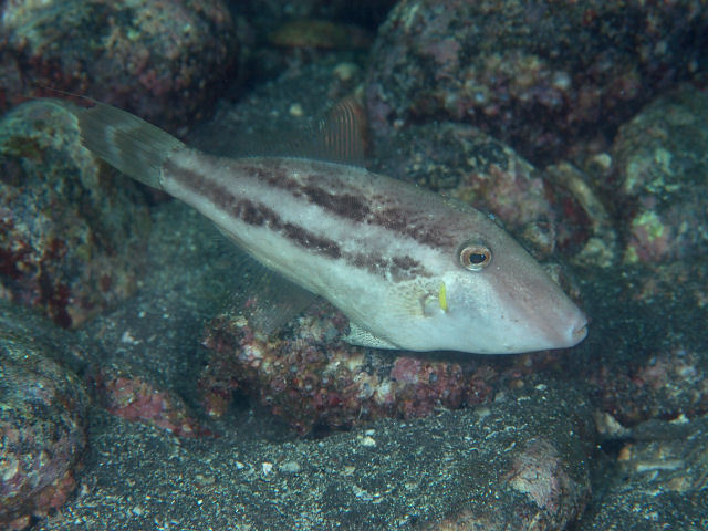 Hairfinned Leatherjacket