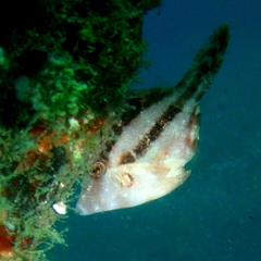 Hairfinned Leatherjacket photo 3