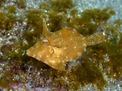Hairfinned Leatherjacket photo 4