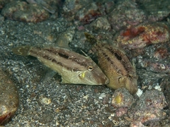 Hairfinned Leatherjacket photo 5