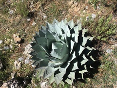 Agave parryi