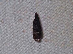 Coriophora fusca