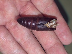 Smerinthus saliceti