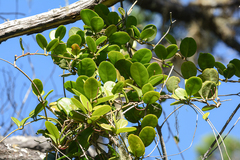 Hoya australis australis