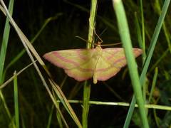 Rhodostrophia calabra