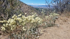Eriogonum strictum