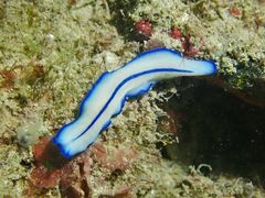 Pseudoceros concinnus