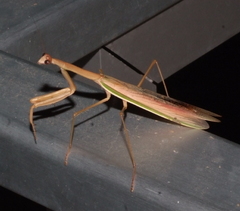 Tenodera costalis