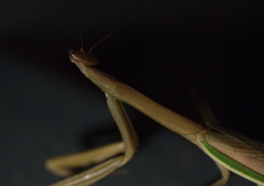 Tenodera costalis