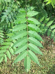 Ailanthus altissima