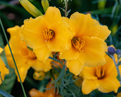 Hemerocallis