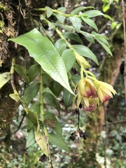 Epidendrum megalospathum