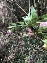 Epidendrum megalospathum