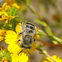 Anthophora curta