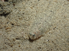 Citharichthys stigmaeus