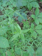 Galium arkansanum