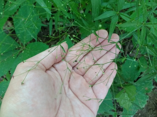 Image of Galium arkansanum by no rights reserved