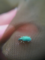 Polydrusus formosus